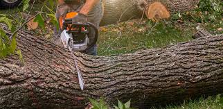 Best Emergency Tree Removal  in Arlington, NE